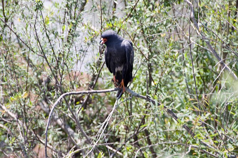 20071204_141052  D200 4000x2667.jpg - Iguazu National Park, Argentina